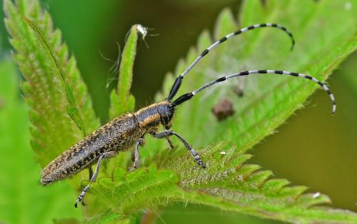 Agapanthia villosoviridescens